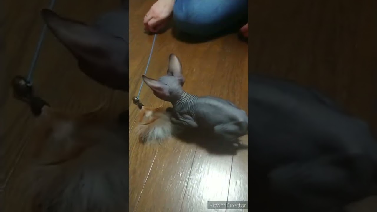 スフィンクス　子猫のアルくん　おもちゃと戯れる＃shorts