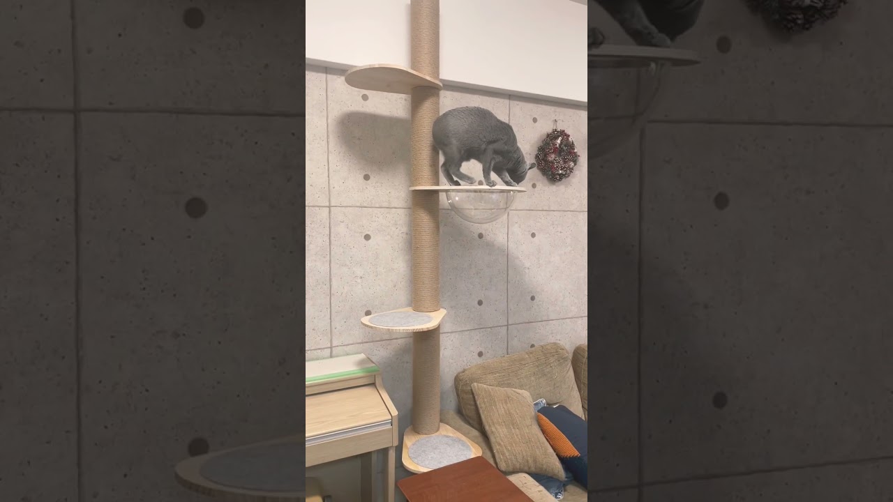 初めてのキャットタワーで、木登りが上手なロシアンブルーのソニーちゃん🐈‍⬛💕