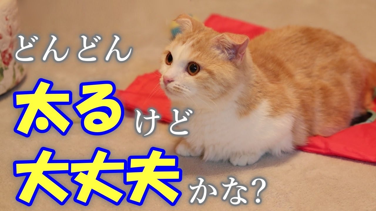 【#33 逆ダイエット? 】太って動きがダルオモになってきちゃった...