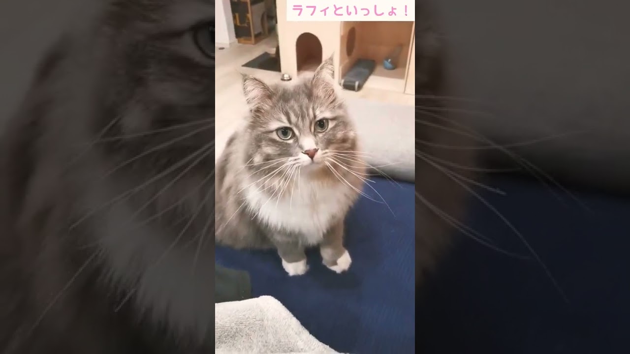 うちの猫のお出迎えが愛嬌あり過ぎてかわいい【サイベリアンのラフィ】#shorts