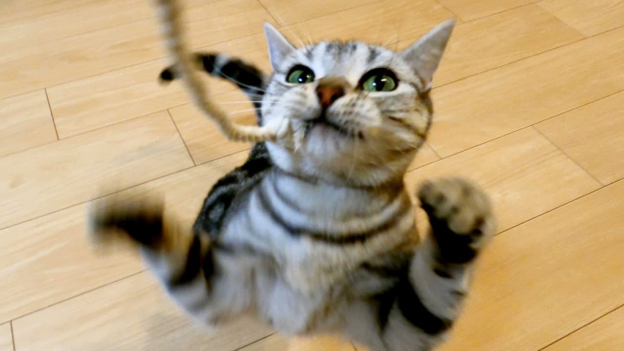 ロープを見るとすぐ噛み付く猫はこちら【アメリカンショートヘアー】