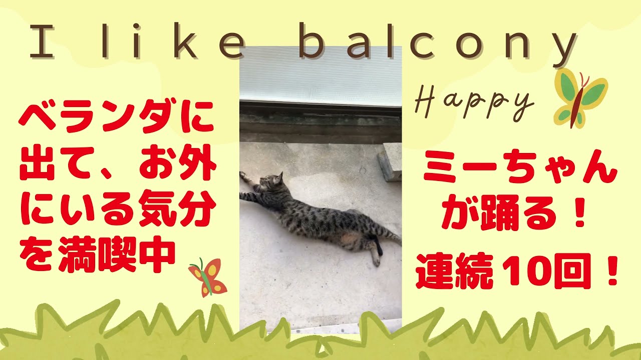 【日本猫のミーちゃん】ベランダに出るのが嬉しくて、ミーちゃんが喜びの舞いを披露してくれました♪