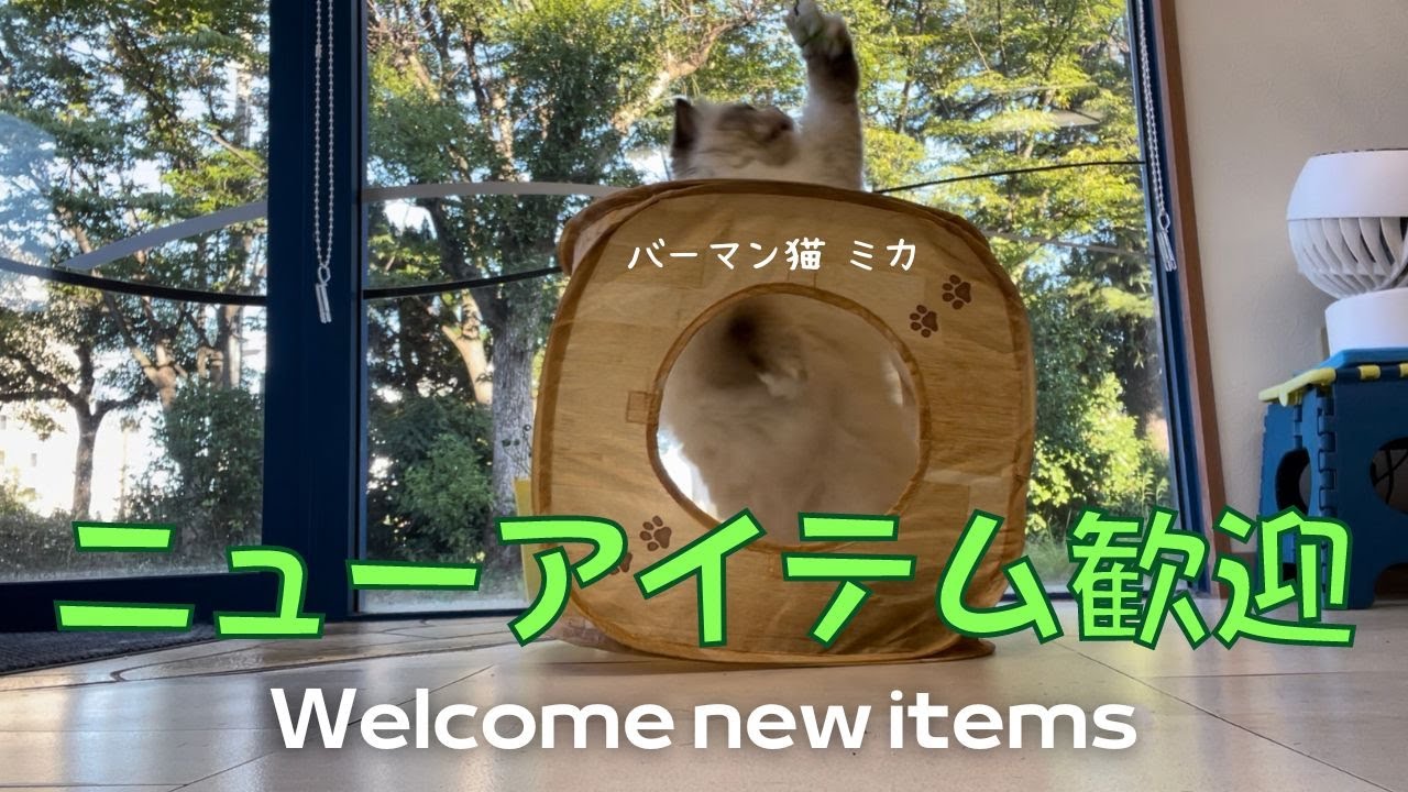 キャットプレイキューブ【ニューアイテム歓迎】Welcome new items（バーマン猫）Birman/Cat