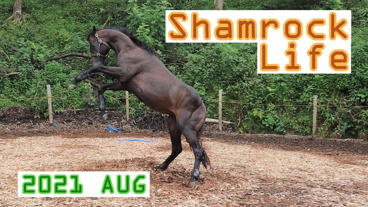 ゴロン自由形/8月のVlog