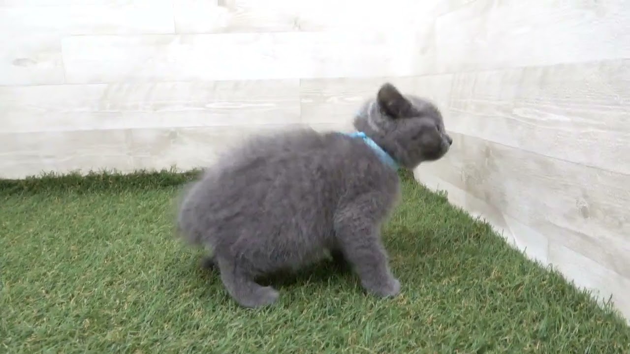 Coo&RIKU　No00610319 ブリティッシュショートヘアー