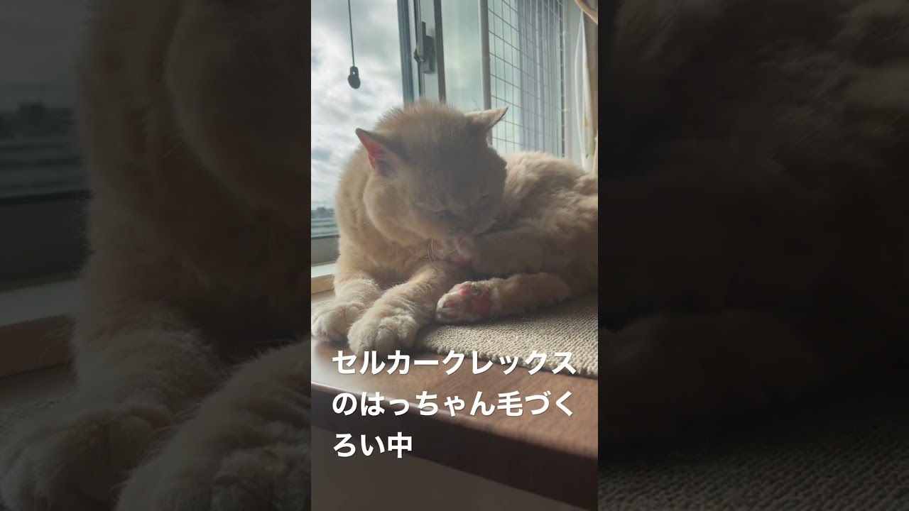 セルカークレックスのはっちゃん毛づくろい中