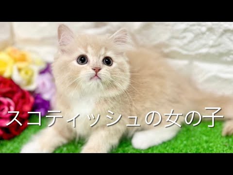 スコティッシュフォールドの子猫　（和歌山）