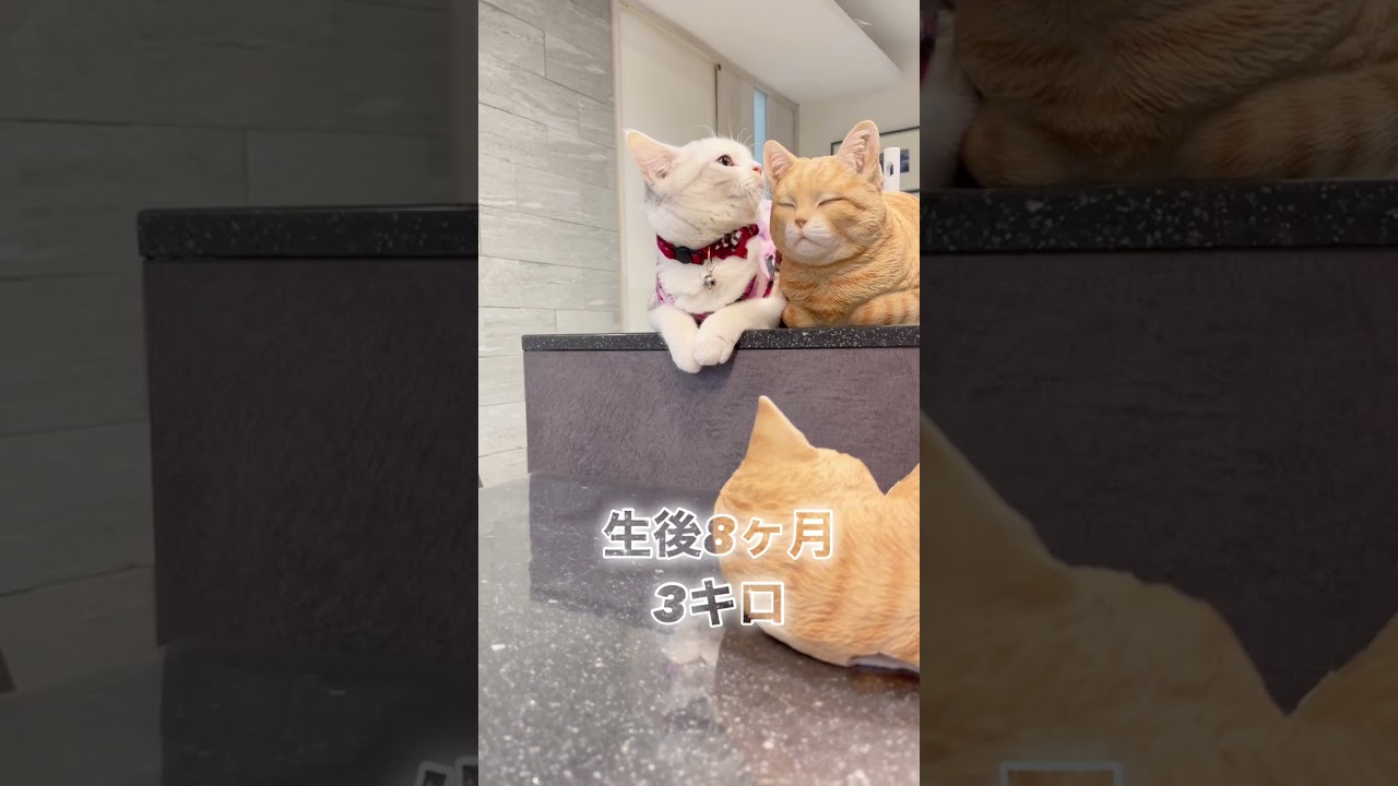 【可愛いすぎる】マンチカン子猫の成長記録  #shorts