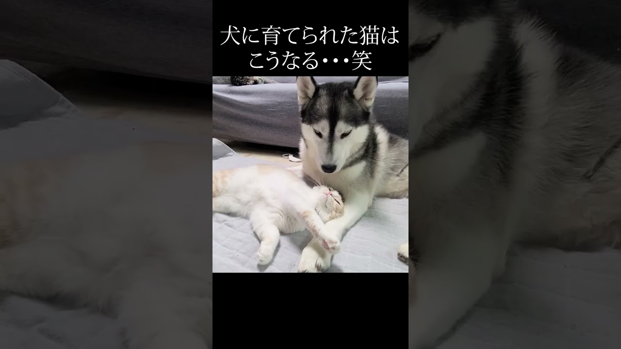 飼い主に叱られて犬に甘える子猫がこちら...#shorts