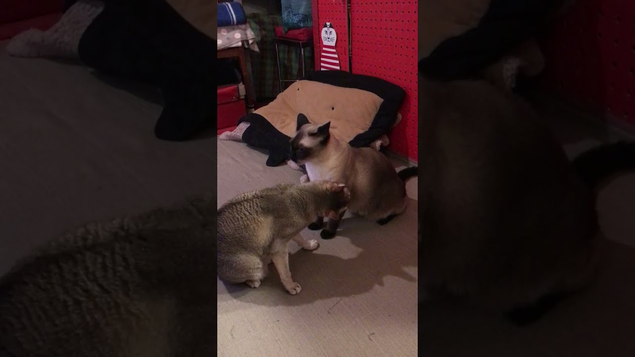 仲良しペロペロしていたはずのシンガプーラとたぬき猫なのにゃ♪