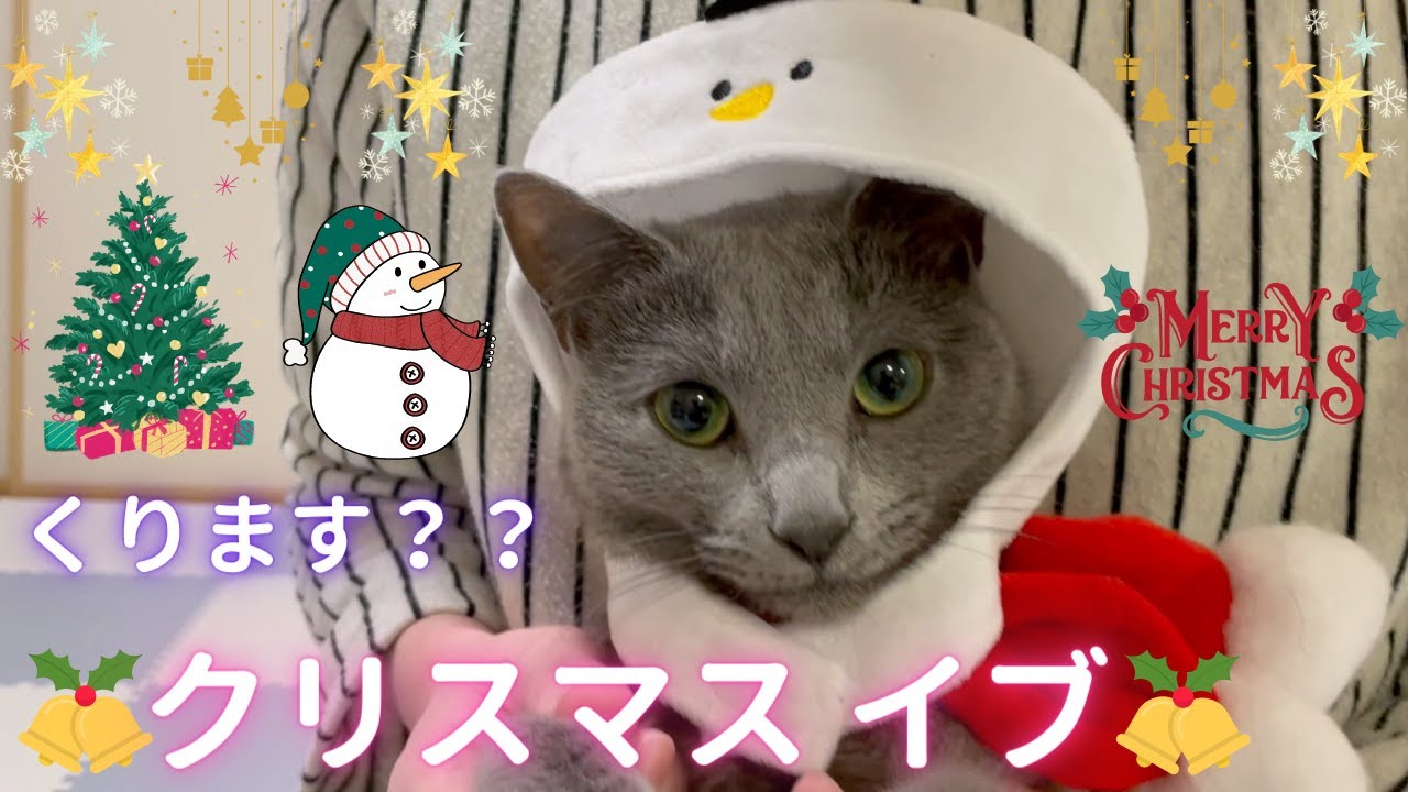 クリスマスイブ🎄☃️な猫（ロシアンブルー）