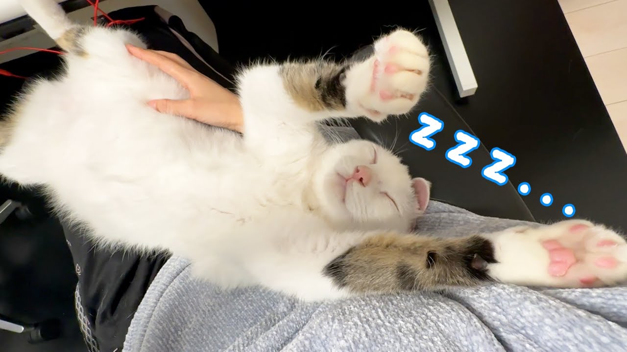 ママに甘えに来たら秒で寝る猫チロさん