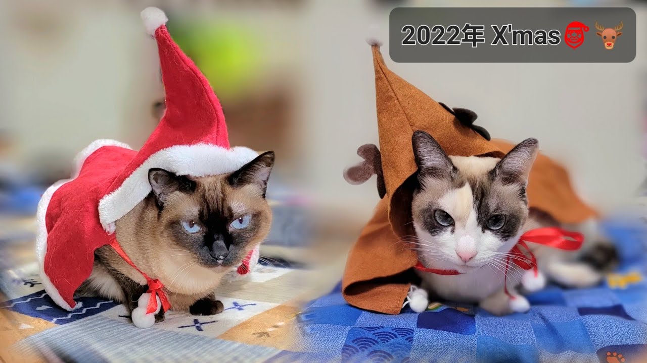 ホワイトクリスマスを衣装で飾る猫シャムエ＆ペポ🎅🎄