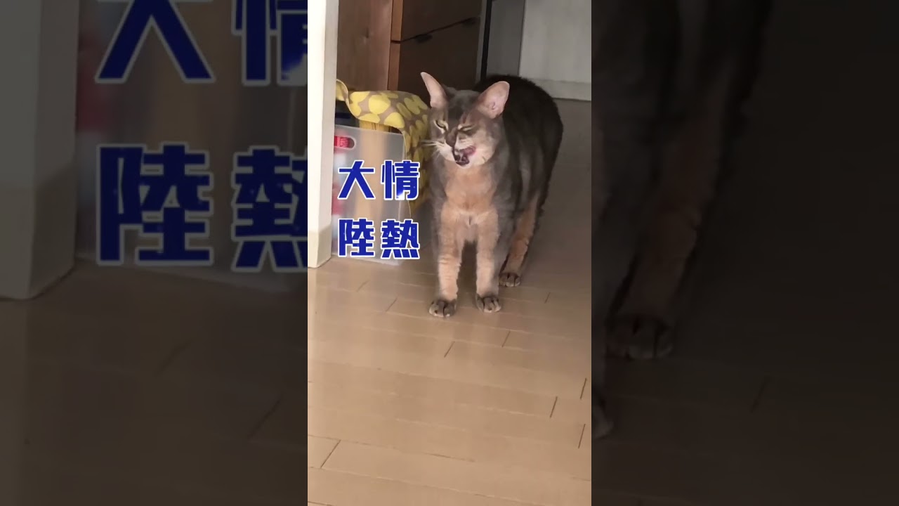 まな猫による「情熱大陸」#shorts #猫動画#cat #アビシニアン#まな猫