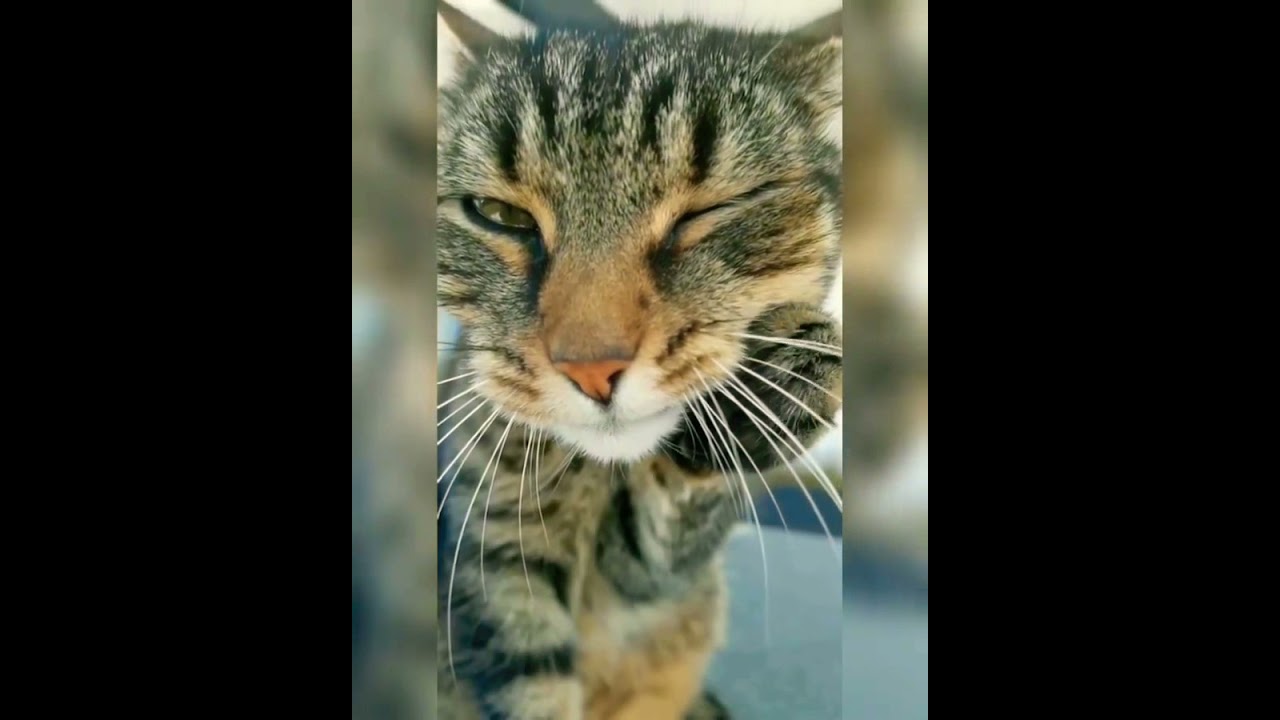 Cornish Rex ✨ Cornish Rex Cat ✨ Cornish Rex Kittens ✨ Manx Cats