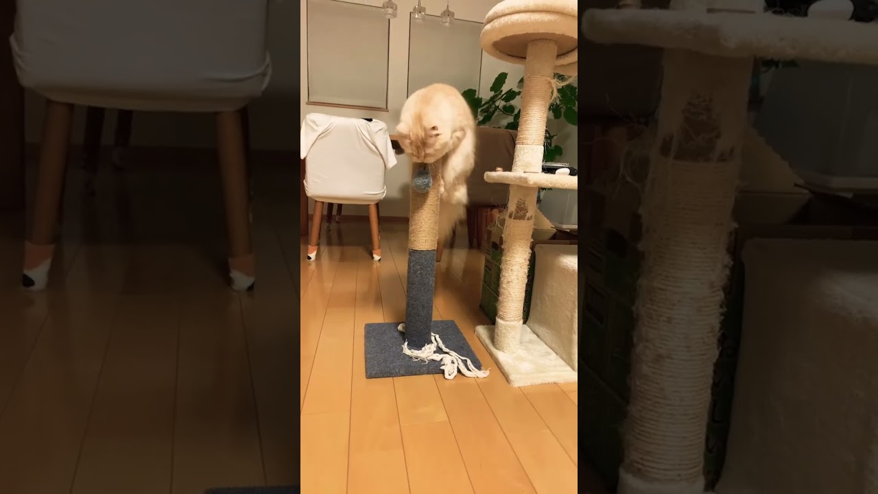 キャットタワーの間違った使い方w #スコティッシュフォールド #猫 #癒し動画 #癒し #猫動画 #cat #shorts