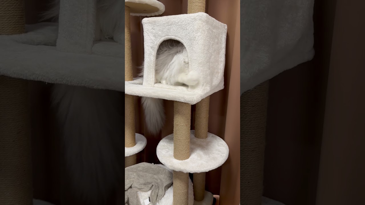 探し物は何ですか？【メインクーン】#shorts