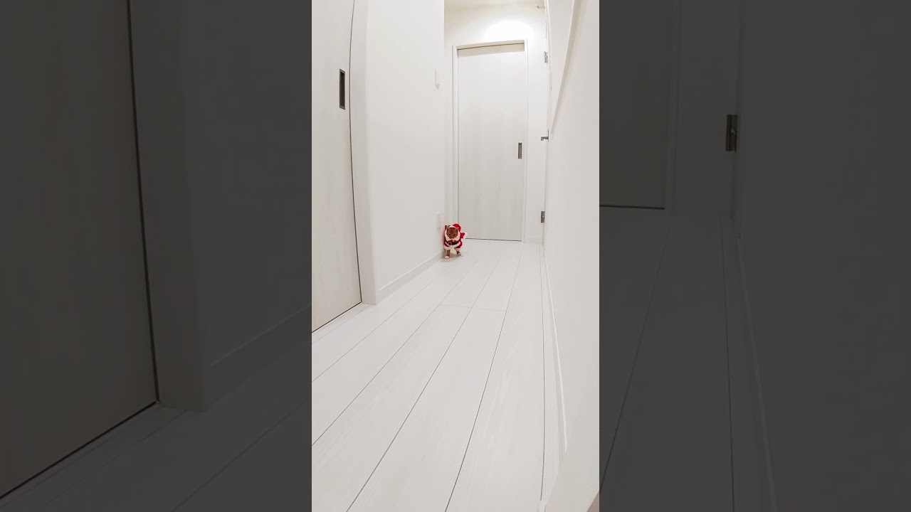 サンタになった可愛い子猫 #shorts