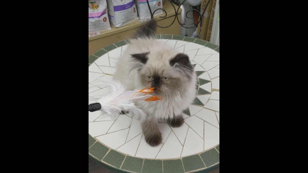 ヒマラヤン♪可愛さ抜群☆★癒やしの子犬子猫チャンネル★☆