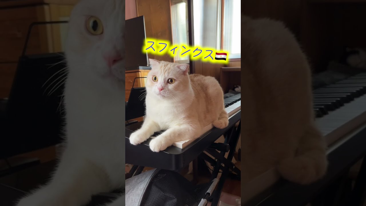 エジプトのスフィンクスの真似（くまお） #shorts #猫 #cat