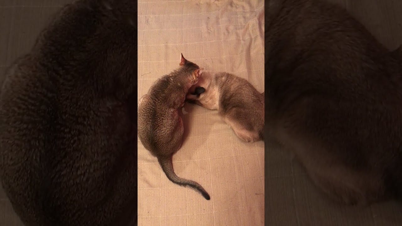 仲良しペロペロしているシンガプーラとトンキニーズなのにゃ♪