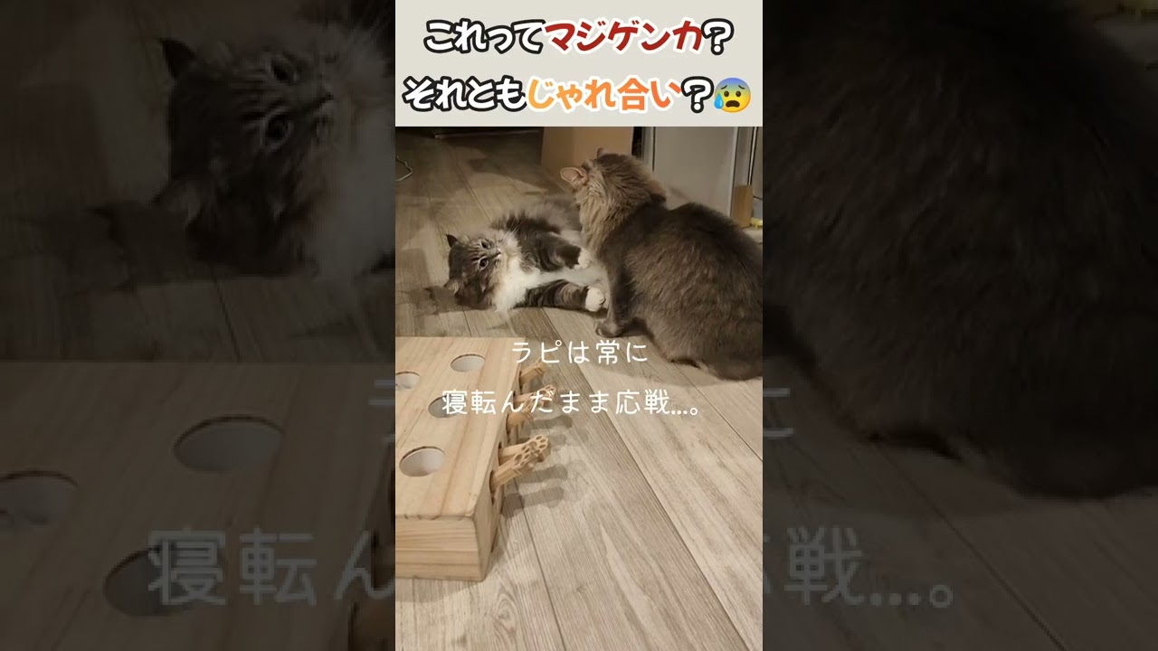 これってどっちですか？😓うちのサイベリアン猫姉弟のじゃれ方が本気なのかどうか...【サイベリアンのラフィ】#shorts