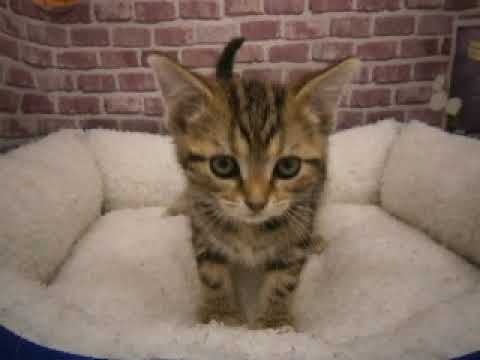 607844 アメリカンショートヘアー