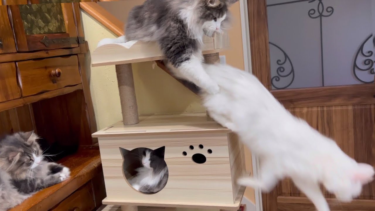 【日常】キャットタワーで遊ぶ、もふ猫たち💕ノルウェージャンフォレストキャットとターキッシュアンゴラ