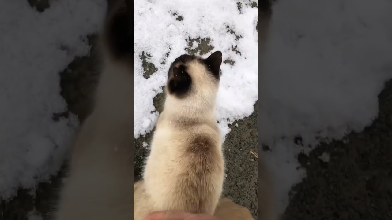 【いなか猫】雪の中のシャム猫コハクちゃん❤️ #shorts