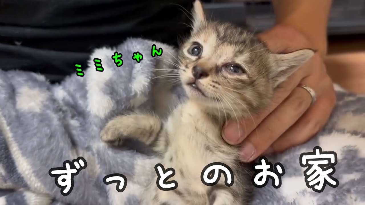 生後1ヶ月から毎日お薬を頑張ってきた子猫が幸せになります。