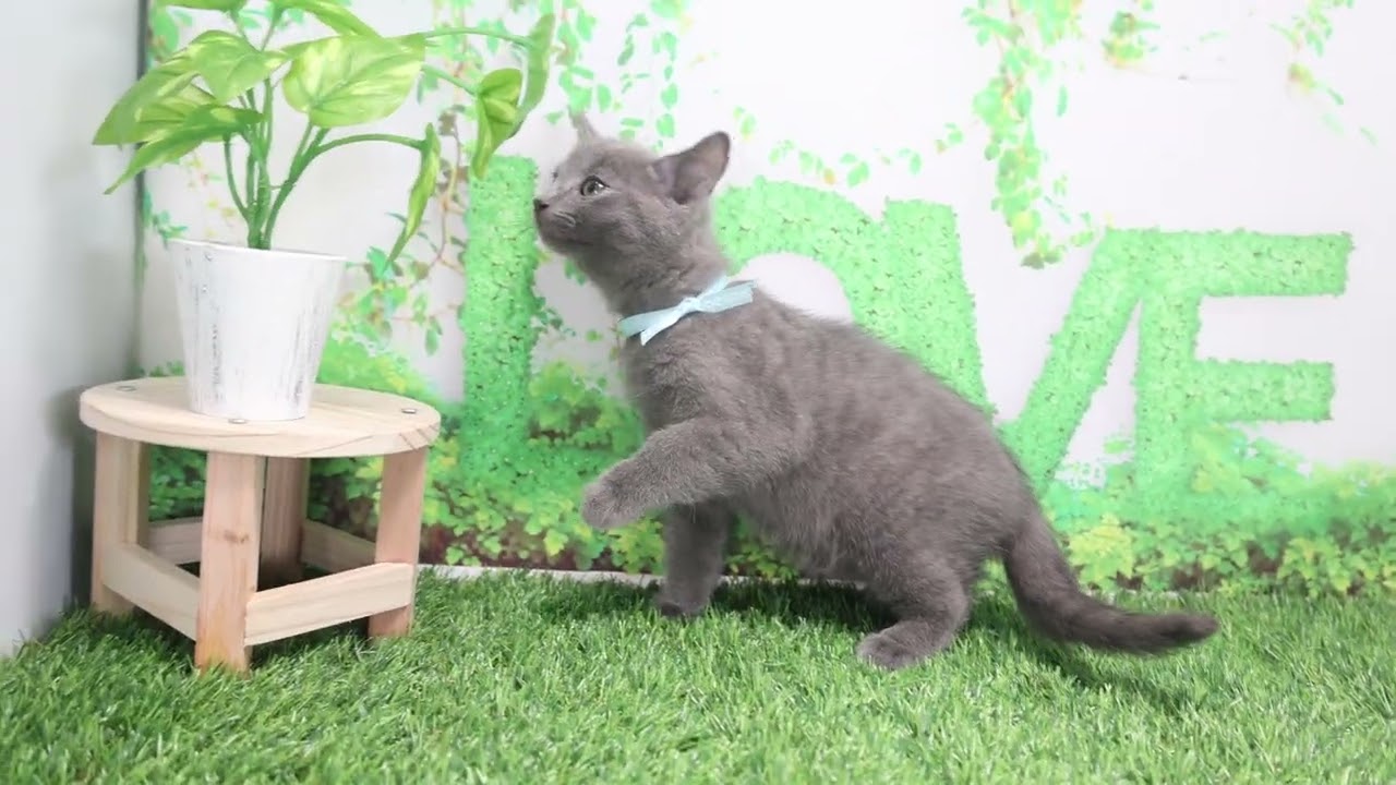 Coo&RIKU　No571240　シャルトリュー