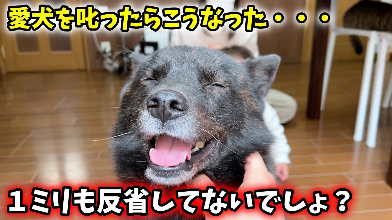 叱られて１ミリも反省していない犬がこちら【クリスマス】
