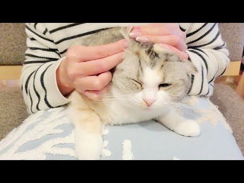 耳掃除が好きな猫がこちらｗ【スコティッシュフォールド】