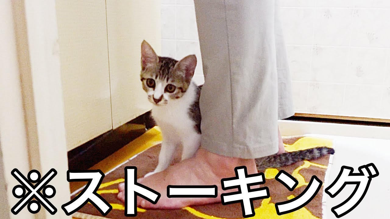 大好きなばーばをストーキングする甘えん坊な子猫…笑