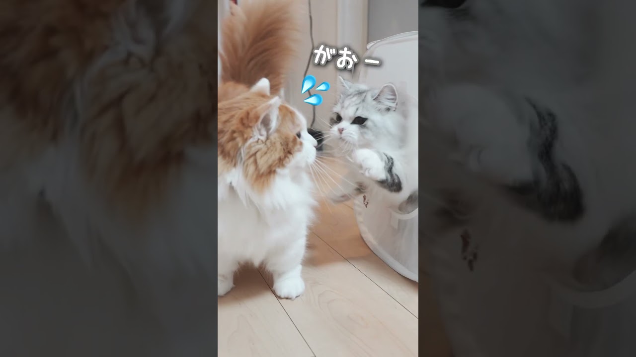 マンチカンもびっくり！いたずらミヌエット
