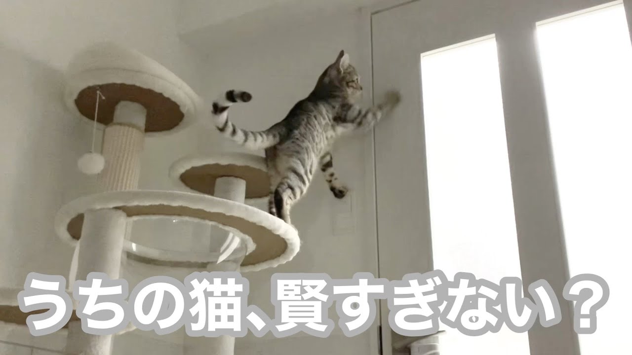 電気をつけて飼い主を強制的に起こすシルバーベンガル