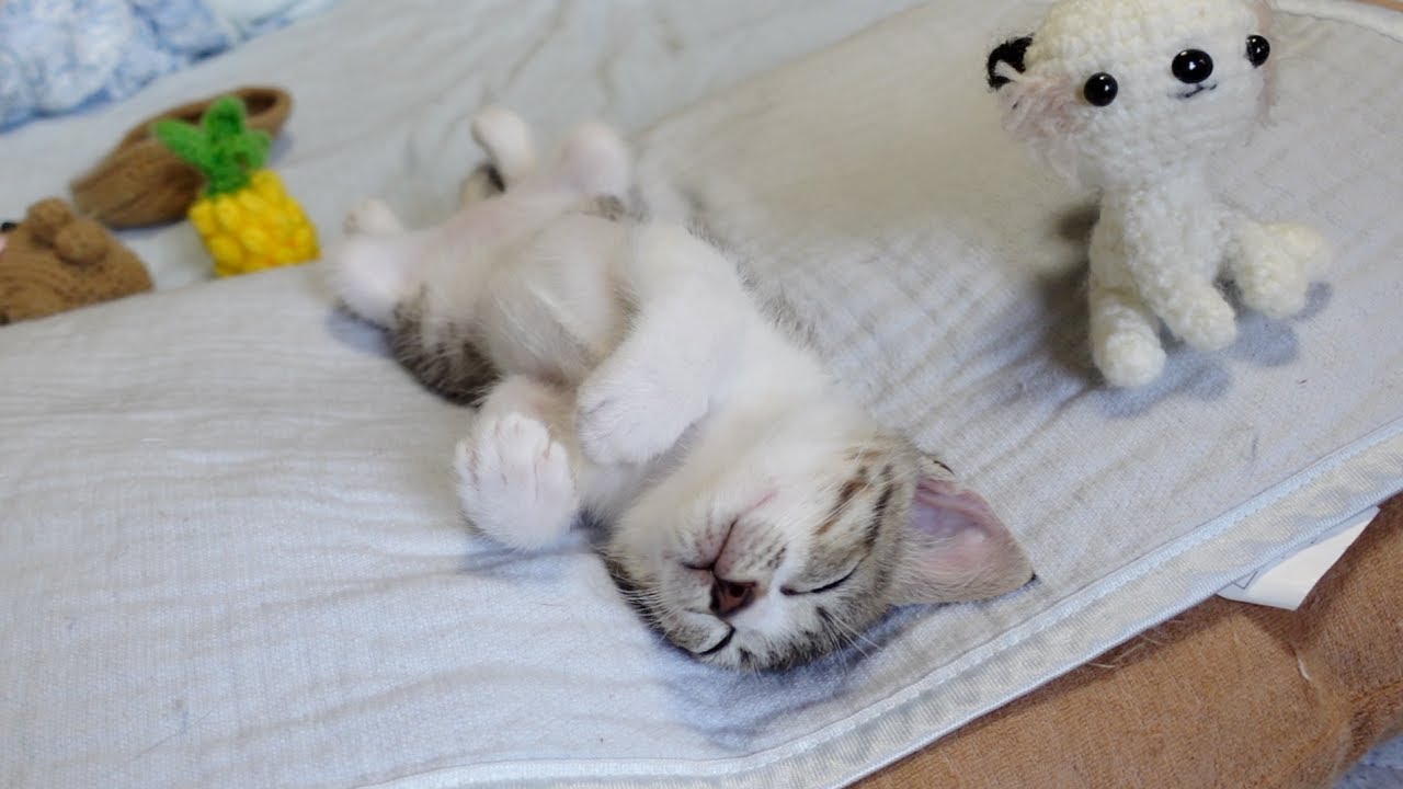 初めての暖房が気持ちよすぎて何をしても起きない子猫…笑