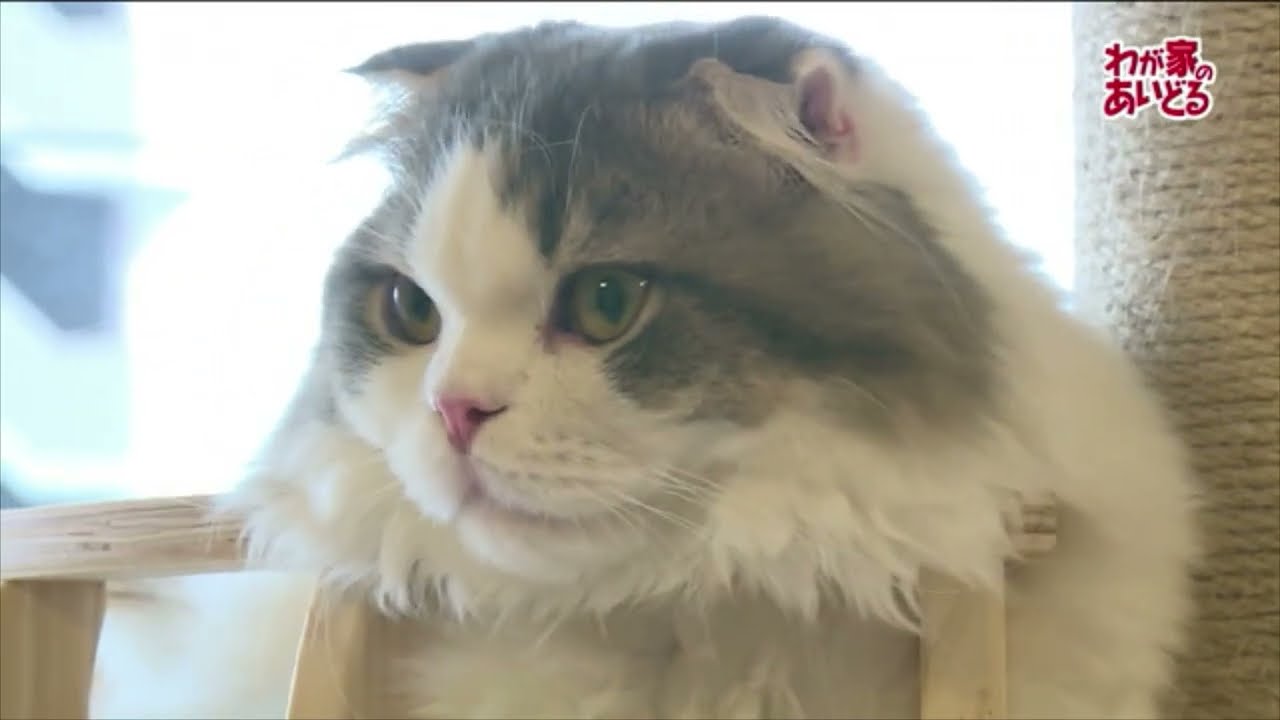 かわいい末っ子　7ヵ月オス　スコティッシュフォールド