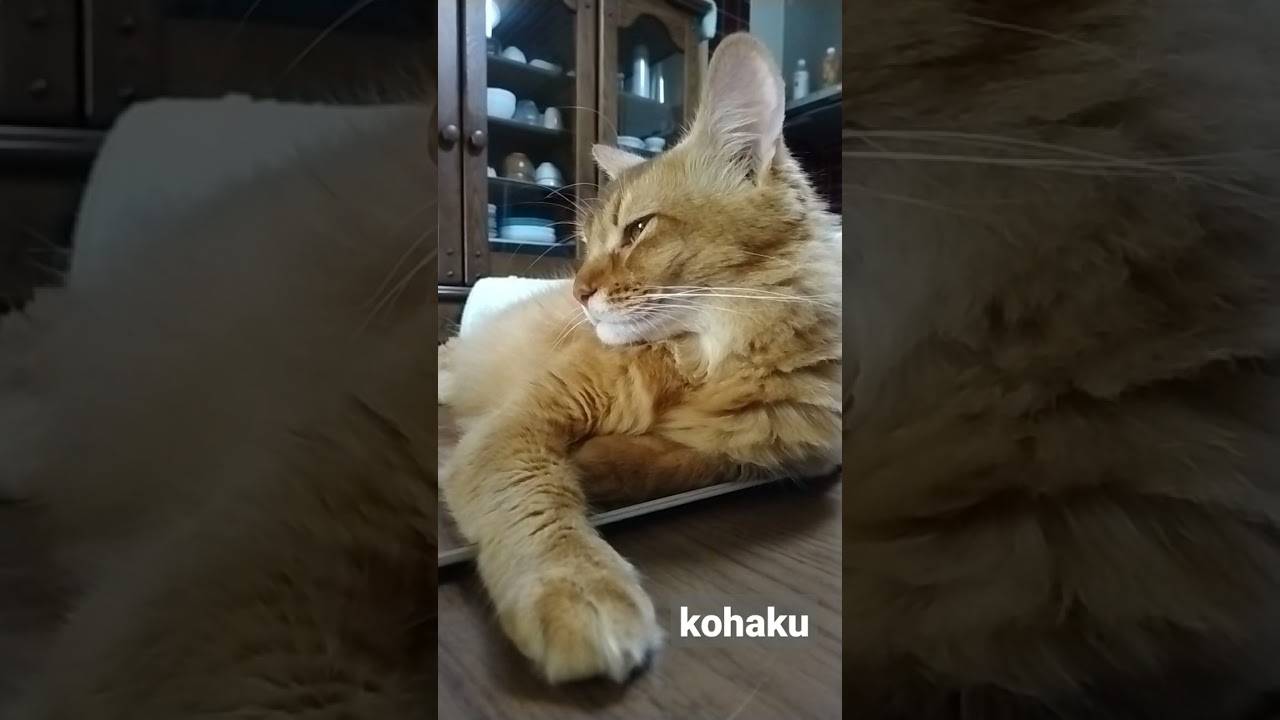 ソマリの琥珀の横顔 #shorts