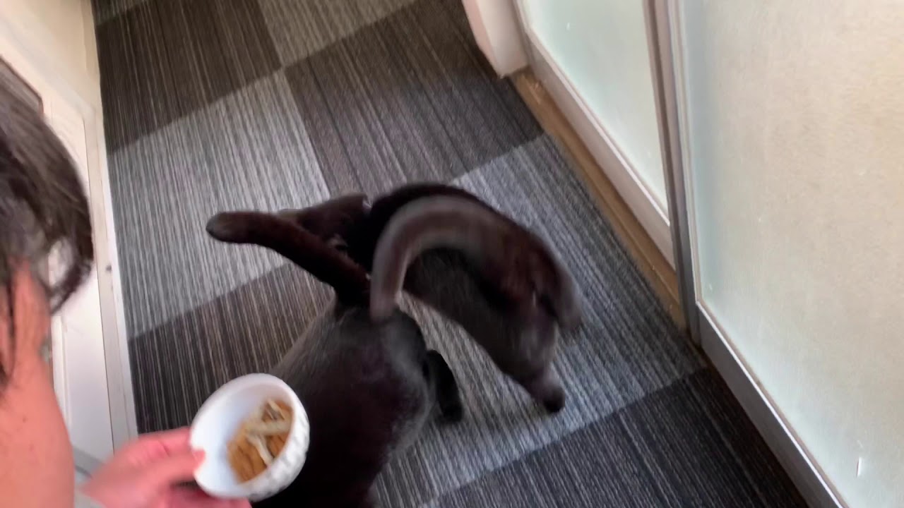 猫の朝ごはんタイム☆黒猫ボンベイ