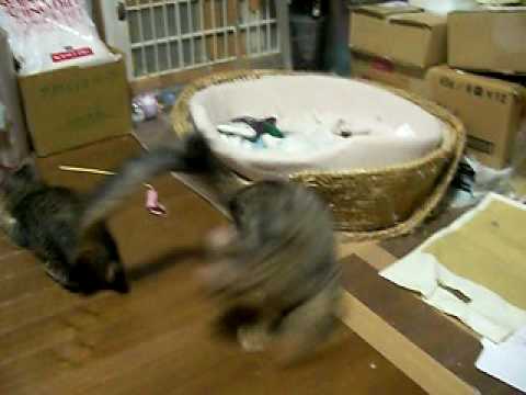 ターキッシュアンゴラの動画