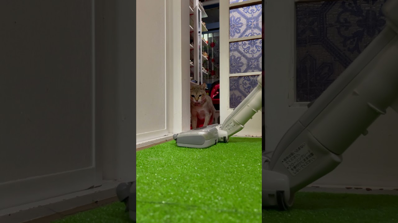 シンガプーラの掃除機パンチ！！　#Shorts