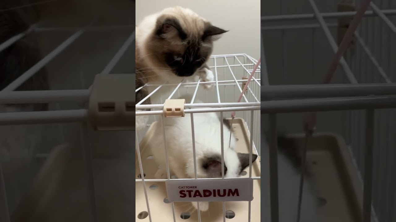 アライグマに似ているラグドールのたぬきみたいな猫達が遊んでいる #ragdoll #ラグドール