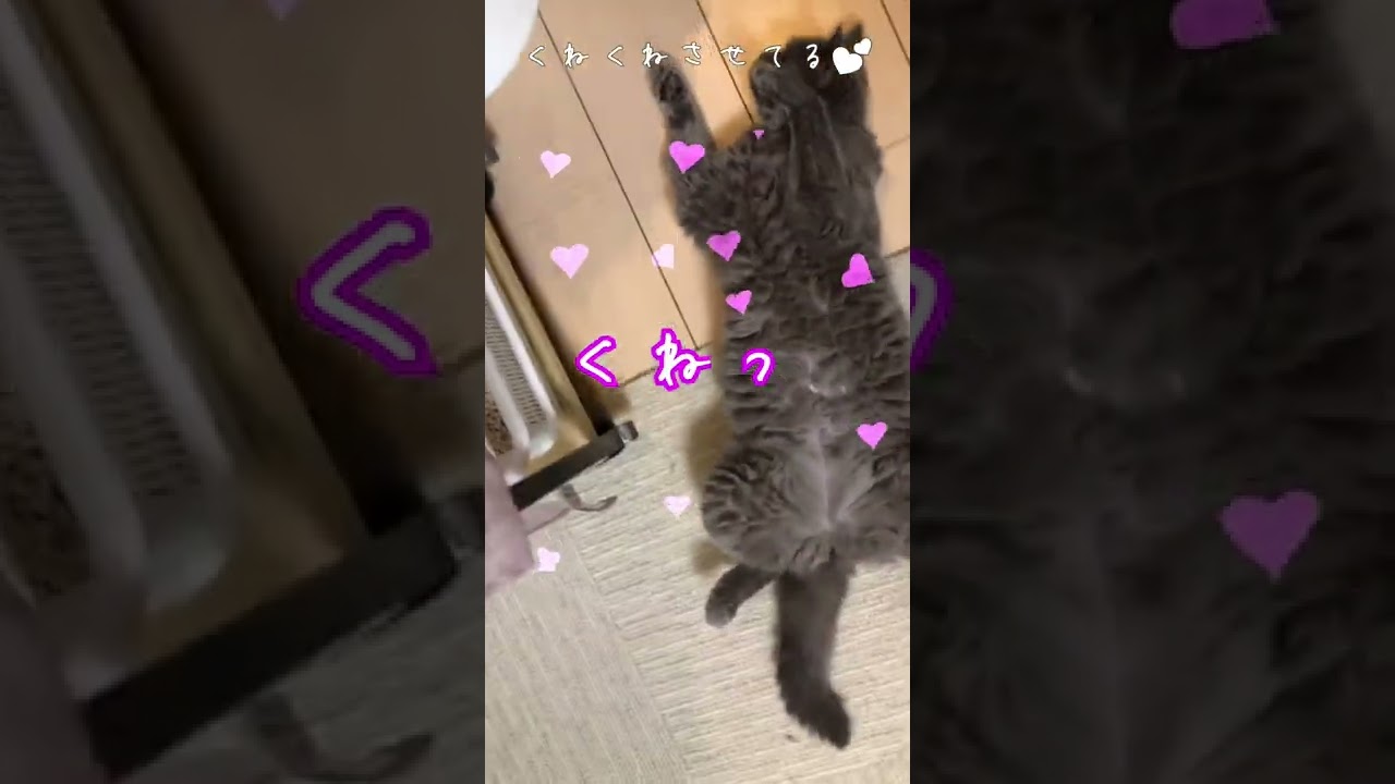 猫が落ちてたよ😳#shorts #猫 #セルカークレックス #cat #selkirkrex