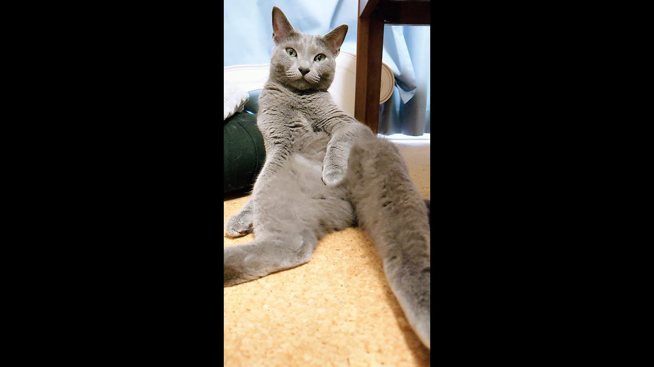 【猫動画】今日も開放的なロシアンブルー【russianbule】#shorts　Russian blue that is open today