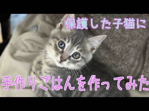 【子猫】保護した仔猫に手作りごはんを作ってみた【保護猫りおん】