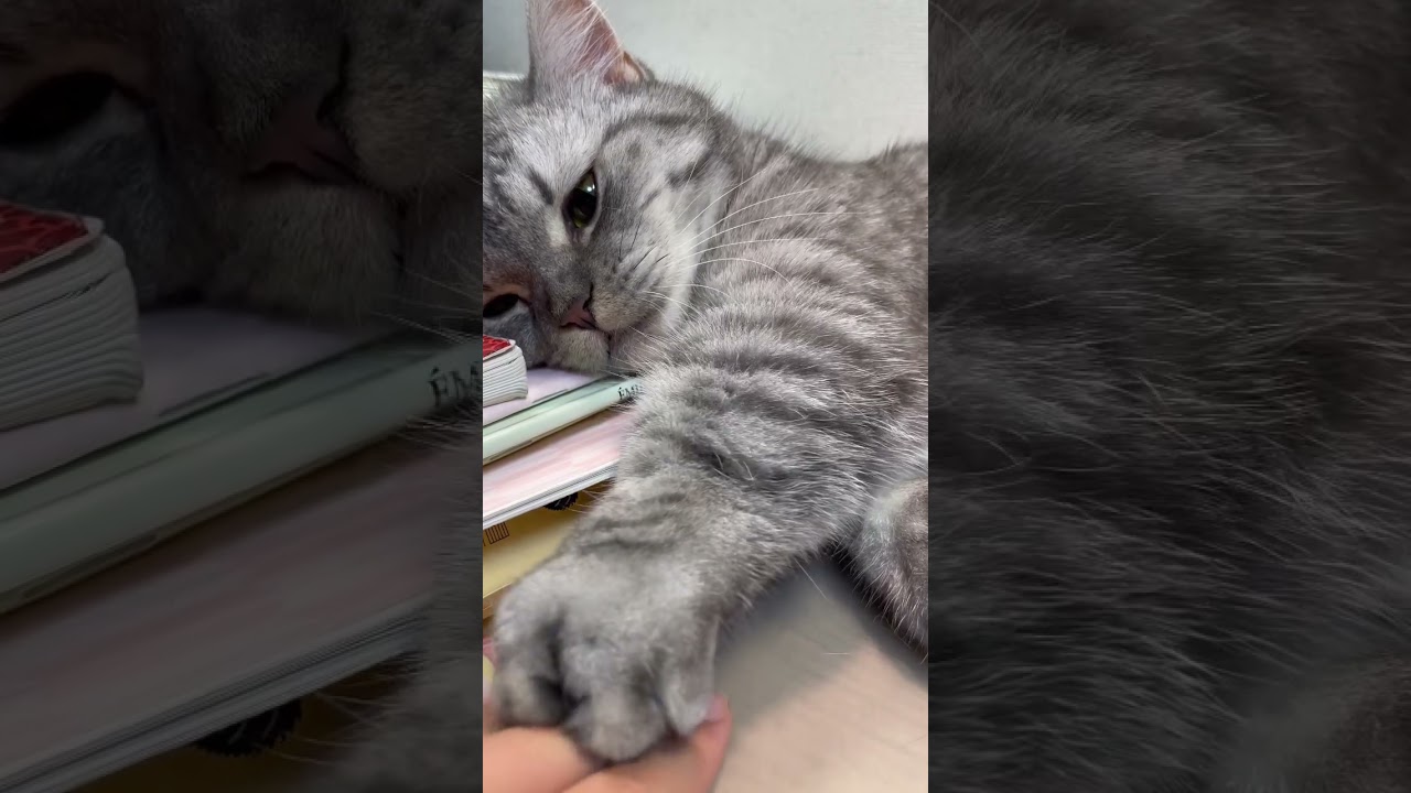 絶対に上から押さえ付けたい猫😸 #shorts #猫 #マンチカン #cat #kitty #可愛くてごめん #honeyworks