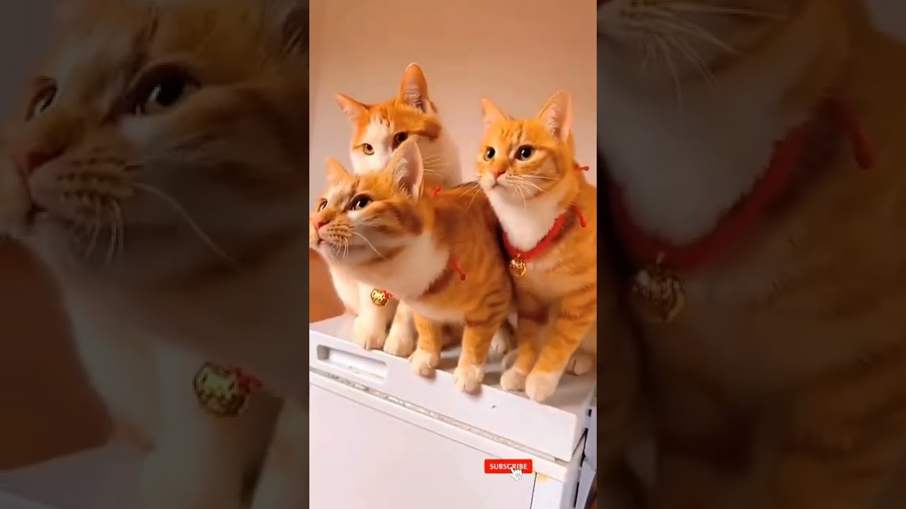 Cute brown cats groups