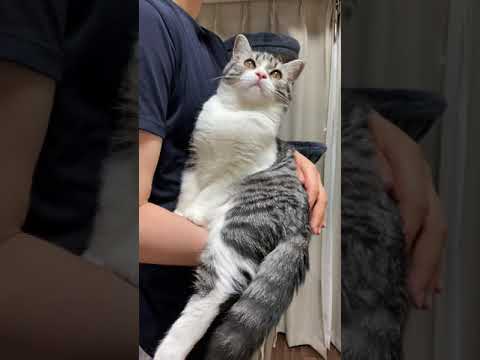 飼い主にだっこされてる子猫【スコティッシュフォールド】#shorts