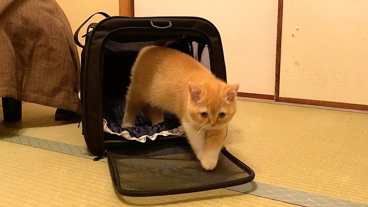 初めて家に来た子猫